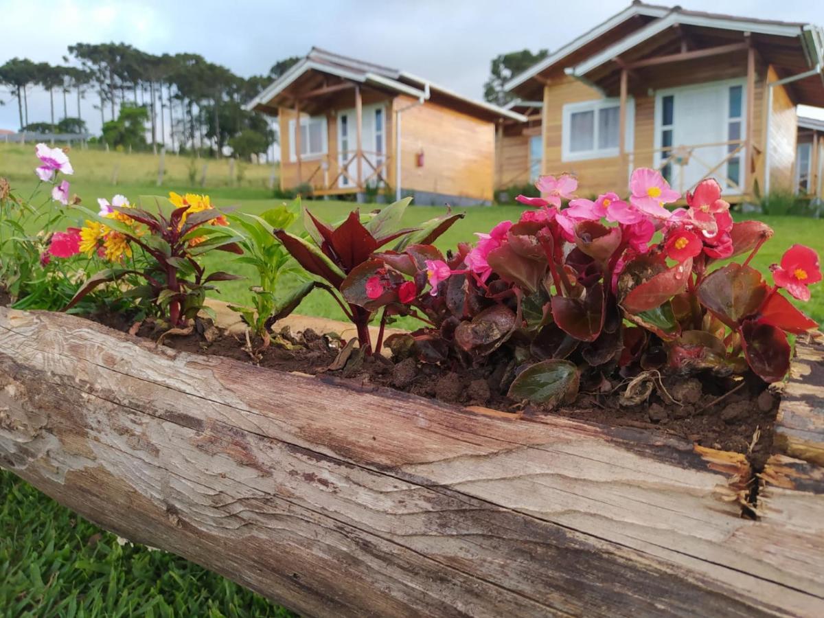 Flor Do Campestre * Urubici