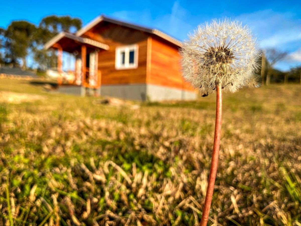 Flor Do Campestre Urubici